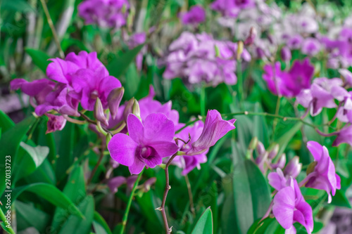 Fototapeta Naklejka Na Ścianę i Meble -  Close-up image of purple orchids flower, Thai orchid