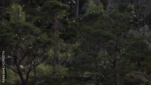 Mosquitos and Mayflies flying in big swarms together. Mayflies dancing up and down in the air. Super slow motion. Forest in background. photo