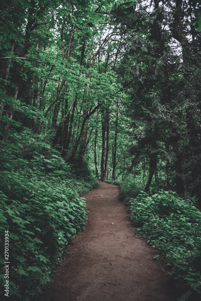 Hiking trail path through lush Pacific Northwest forest in Oregon Hiking trail path through lush Pacific Northwest forest in Oregon