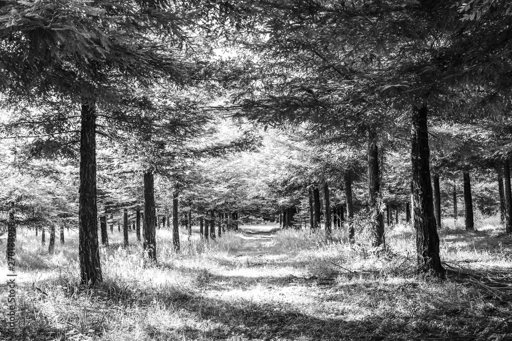 A path between two rows of trees in a black and white style