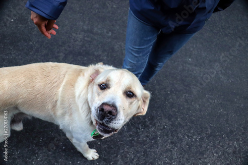 A dog with funny face looking at you 