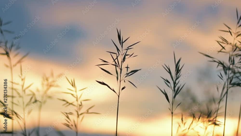 beautiful wild plants in the wind at the sunset, sunset in nature closeup - slow motion, beautiful nature at the sunset beautiful wild plants in the wind at the sunset, sunset in nature closeup - slow motion, beautiful nature at the sunset