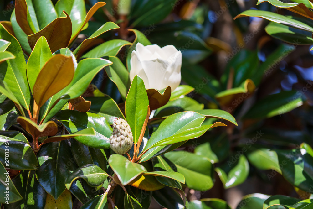 Obraz premium Magnolia Tree