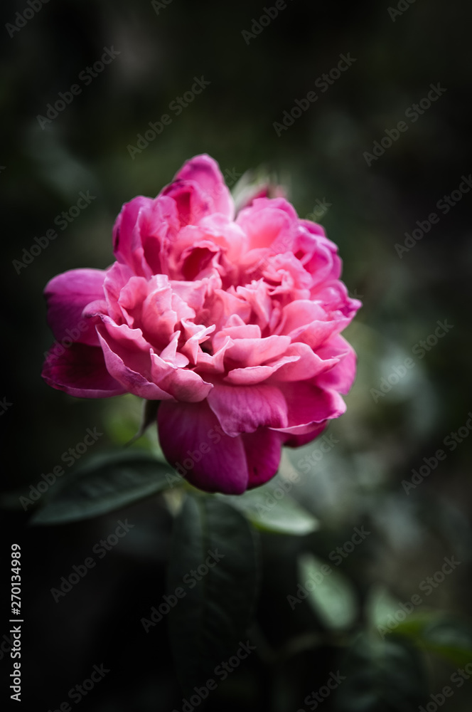 Rose flowers in the design of natural dark tones. The image is the art