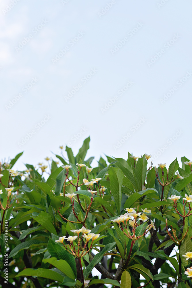 Obraz premium Beautiful green leaves and sky background