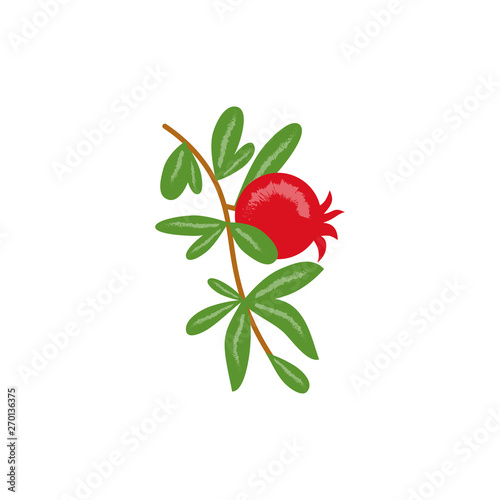 Vector pomegranate branch illustration on white.