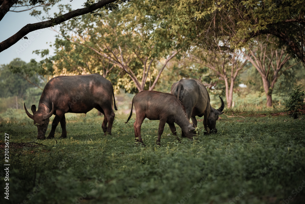 Fototapeta premium Bawół jedzący trawę pod drzewem