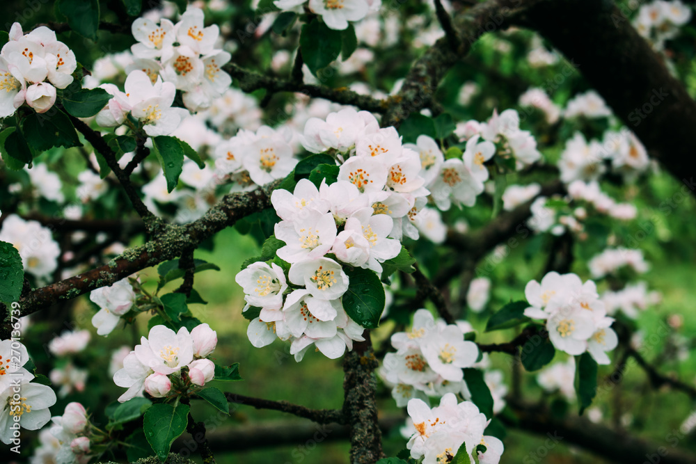 The apple blossom blossoms white in the spring. The apple blossom blossoms white in the spring.