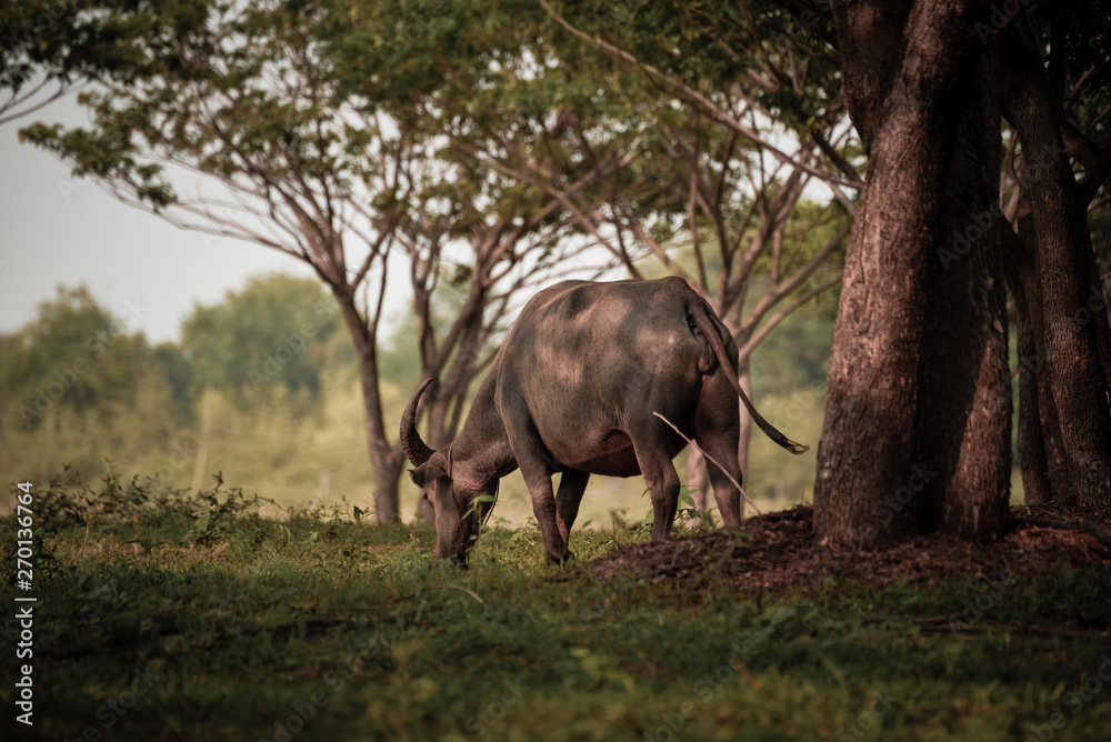 Fototapeta premium Buffalo eating grass under the tree