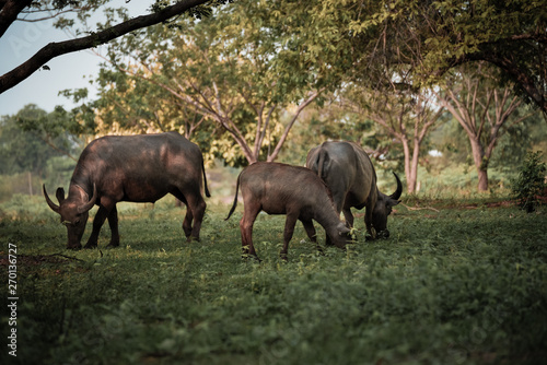 Buffalo eating grass under the tree