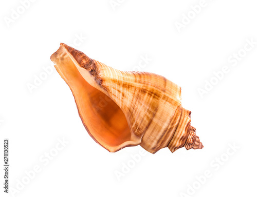 Sea shell on white background