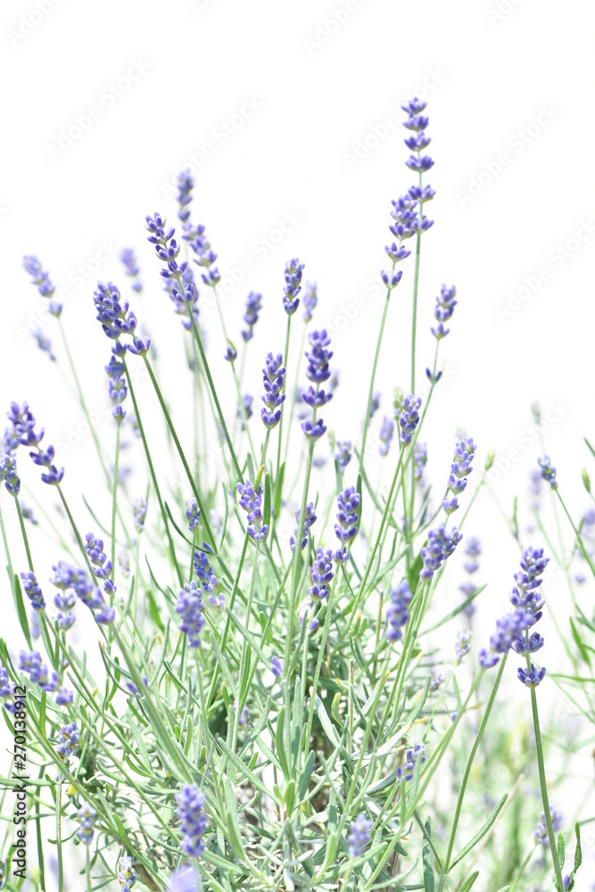 Naklejka premium ラベンダー