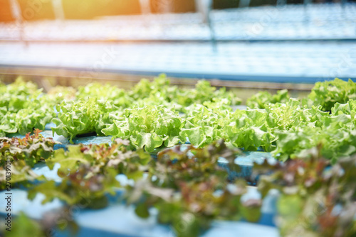 young and fresh green lettuce salad and red oak growing garden hydroponic farm plants photo