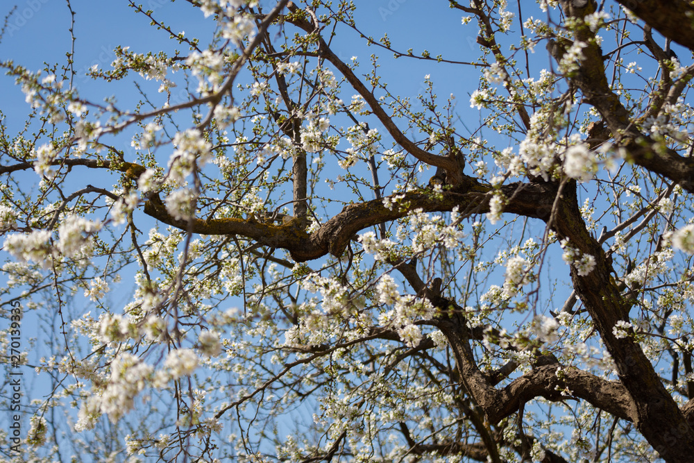 Plum branches full of white flowers on blue sky background. Typical spring background. Plum branches full of white flowers on blue sky background. Typical spring background.