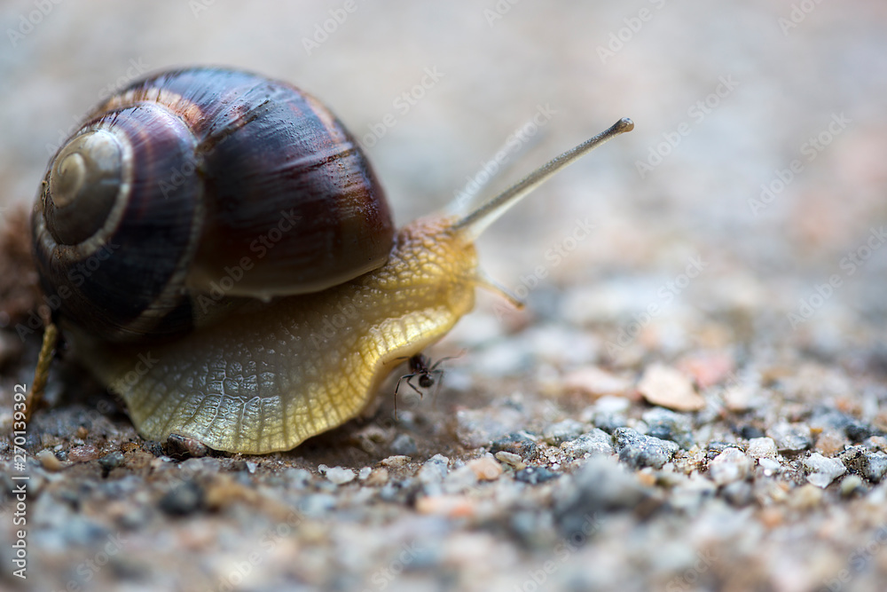beautiful snail in the garden crawling along the asphalt road beautiful snail in the garden crawling along the asphalt road