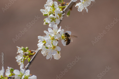 Close-up of white plum blossoms and a bee collecting pollen. Typical spring background.