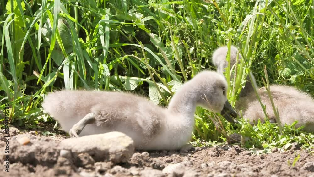 Squatter sweet young swans eating on the field at the plants Squatter sweet young swans eating on the field at the plants