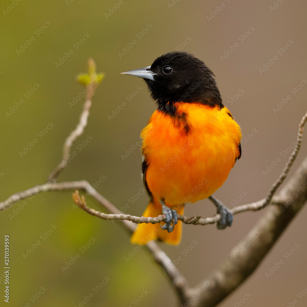 Fototapeta premium Male Baltimore Oriole