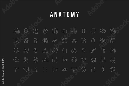 Set Vector Line Icons of Anatomy