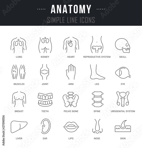 Set Vector Line Icons of Anatomy