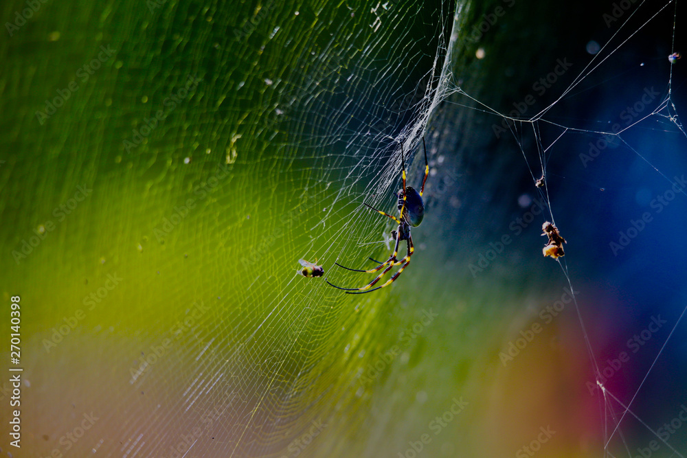 a spider and its web