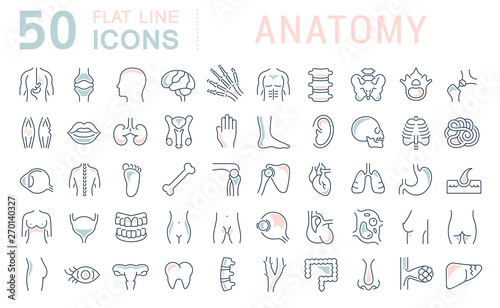 Set Vector Line Icons of Anatomy
