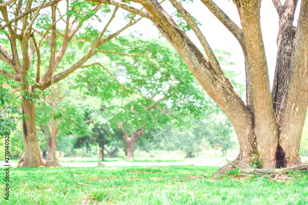 Green park with soft sunlight in countryside Green park with soft sunlight in countryside