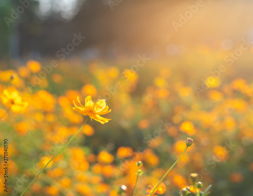 Bee flying near yellow cosmos flowers .