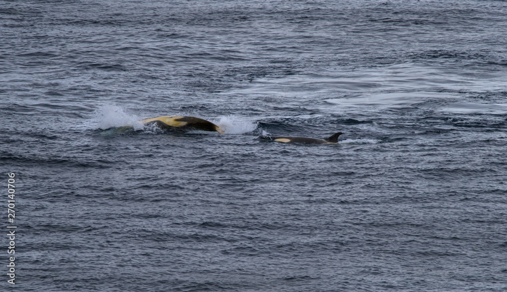 Obraz premium Whales