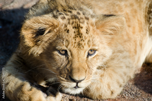 Lion - (Panthera leo bleyenberghi) © Hippopet