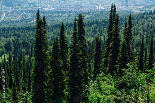 Summer fur tree forest on the hill