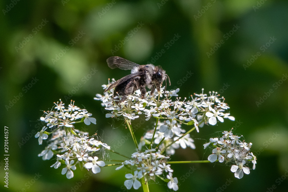 Ashy mining bee (Andrena cineraria) Ashy mining bee (Andrena cineraria)