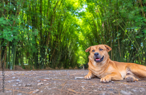 Stray dog in front of Bamboo Grove forest.