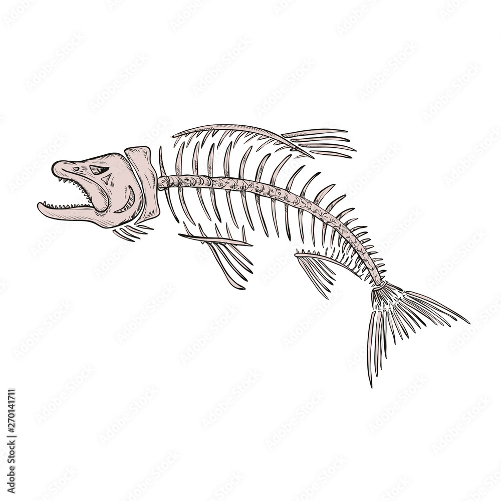 Drawing sketch style illustration of a skeletal system or skeleton of