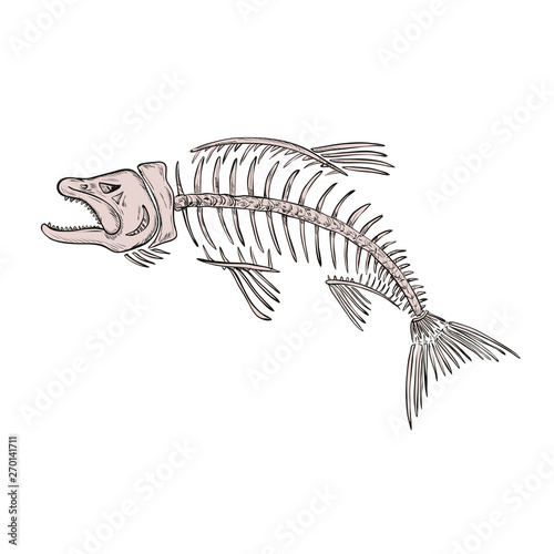 Drawing sketch style illustration of a skeletal system or skeleton of  king salmon or trout viewed from side on isolated white background.