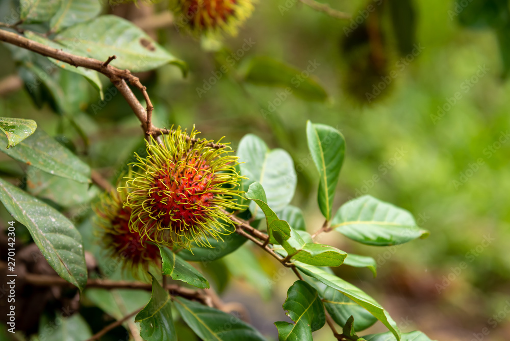 rambutant farm with red ripe fruits . rambutant farm with red ripe fruits .