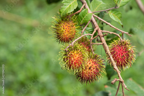 rambutant farm with red ripe fruits .