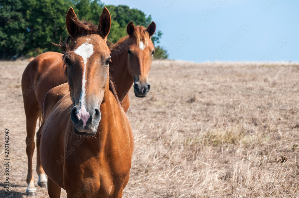 Young mare horses grazing on meadow with dry grass at the end of summer time Young mare horses grazing on meadow with dry grass at the end of summer time