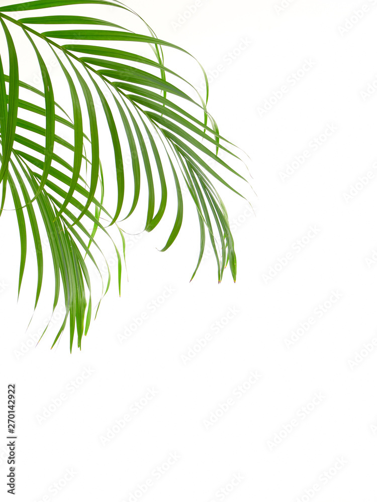 Fototapeta premium Tropical palm leaf on white background