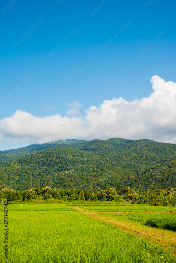 rice field with sky and mountain rice field with sky and mountain