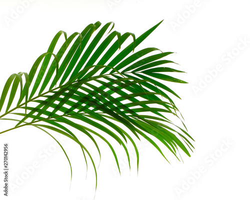 Tropical palm leaf on white background