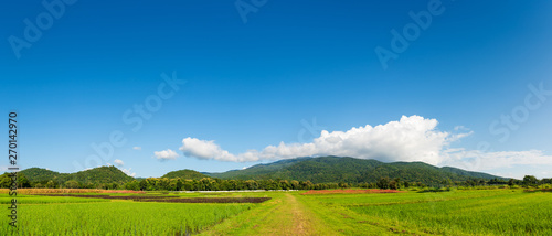 rice field with sky and mountain