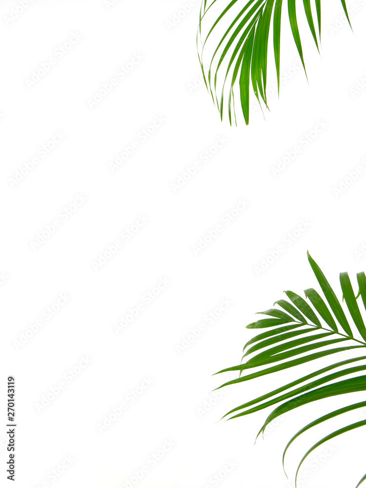 Fototapeta premium Tropical palm leaf on white background