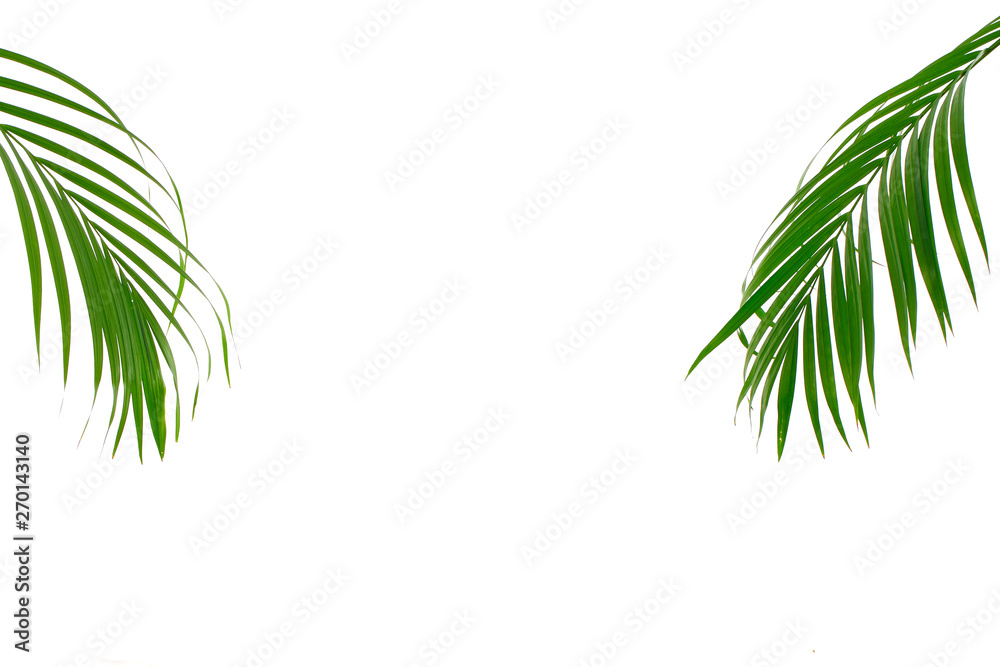 Fototapeta premium Tropical palm leaf on white background