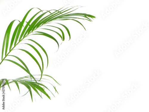 Tropical palm leaf on white background