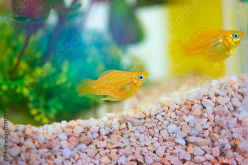 Little Molly fish, Poecilia latipinna in fish tank or aquarium. photo