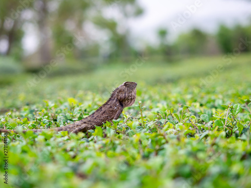 Close up small animal chameleon Thailand on green nature background © monrudee