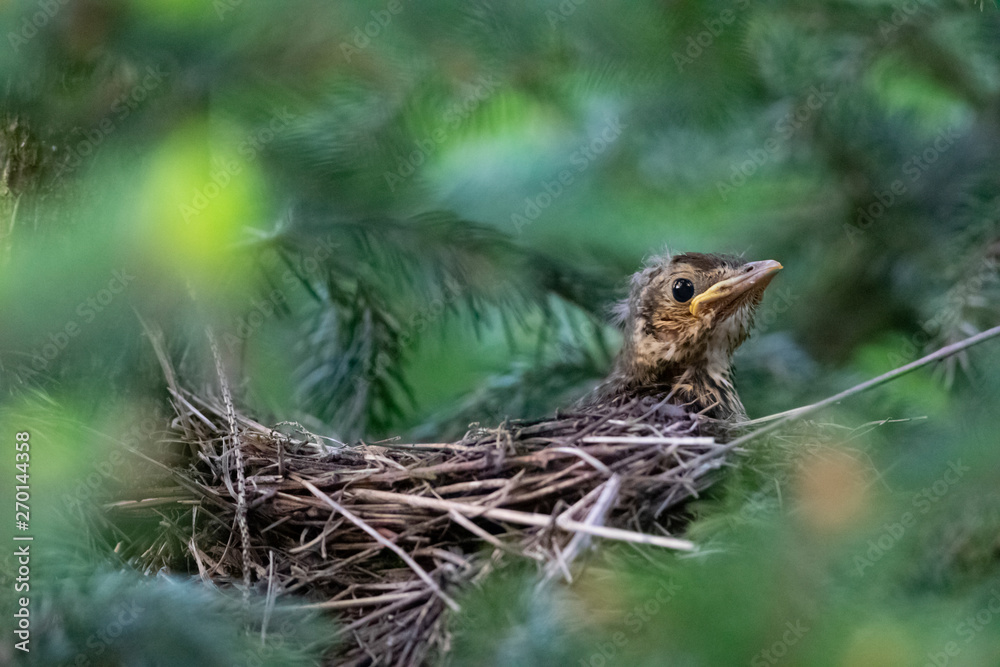 young thrush waiting in the nest, turdus philomelos young thrush waiting in the nest, turdus philomelos