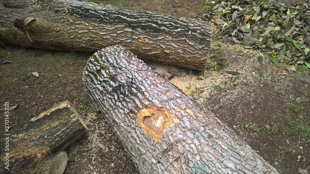 Fototapeta premium pile of logs