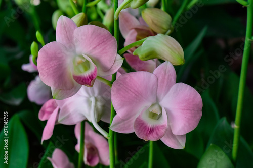 Pink orchids blooming in garden